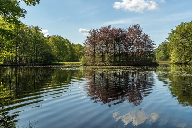 Étang entouré d'arbres verts sous un ciel bleu pendant la journée