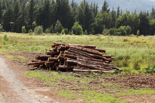 Photo gratuite tas de bois de chauffage dans le parc avec de beaux arbres verts