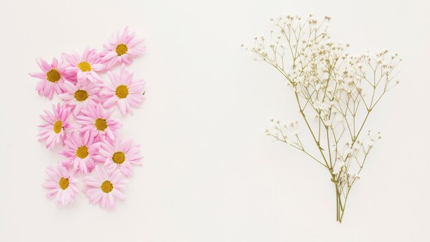 Tas de boutons de fleurs de marguerite rose près de rameau de la plante