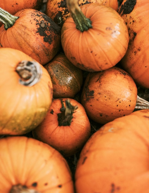 Tas de citrouille bouchent