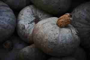 Photo gratuite tas de courges kabocha winter sweet