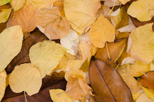 Tas de feuilles d&#39;automne vue de dessus