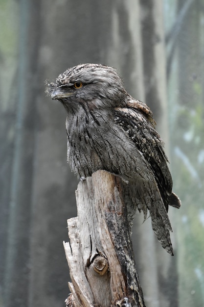 Tawny frogmouth oiseau assis perché sur une souche d'arbre.