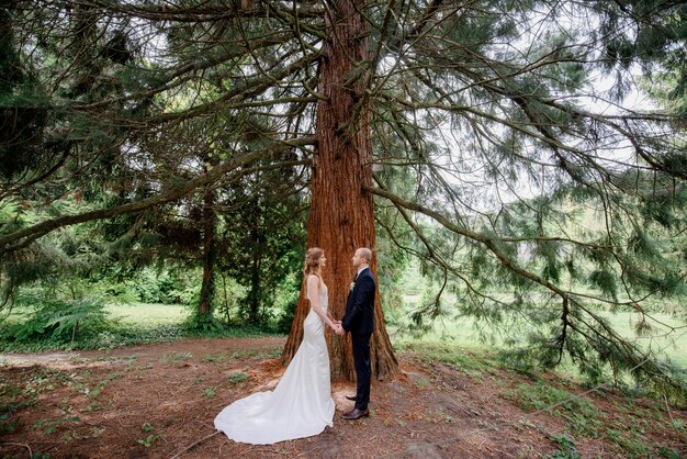 Tendre couple de mariage se tient près de l'énorme pin dans le parc national