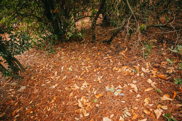 Terrain d&#39;automne en forêt