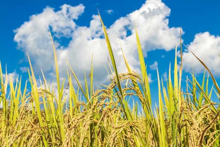 Photo gratuit terrain de riz paddy