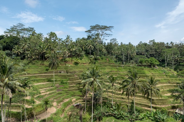 terrasse de riz à Bali