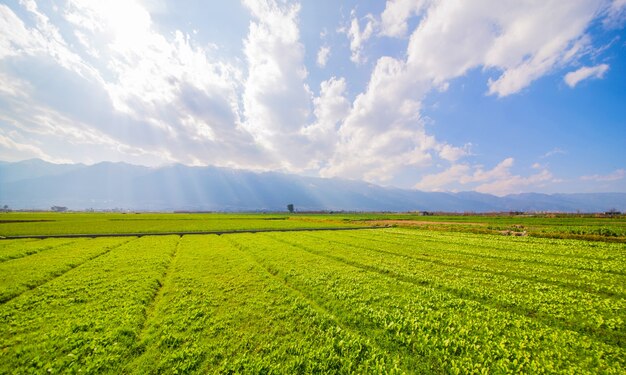 les terres agricoles