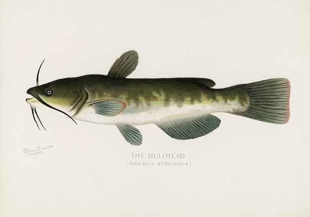 Photo gratuite tête de boeuf; (amiurus nebulosus) illustré par sherman f. denton (1856-1937)