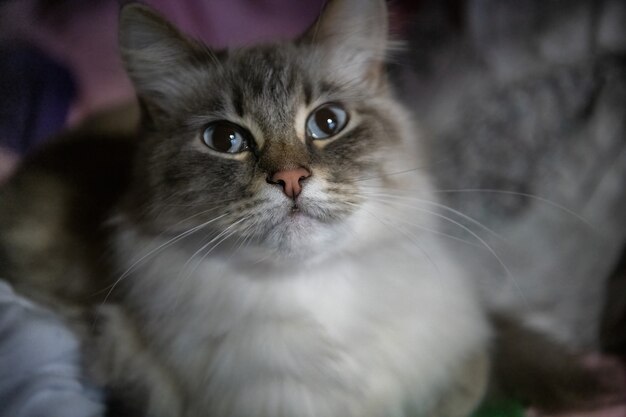 Beau Chat Abyssin Couche Sur Le Sol Photo Premium