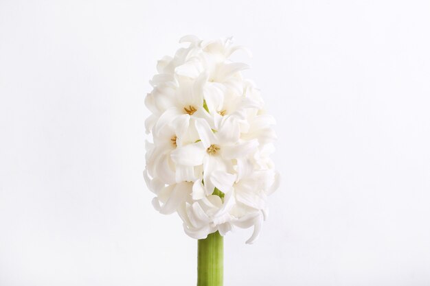 Tête de fleur blanche isolée