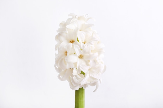Tête de fleur blanche isolée