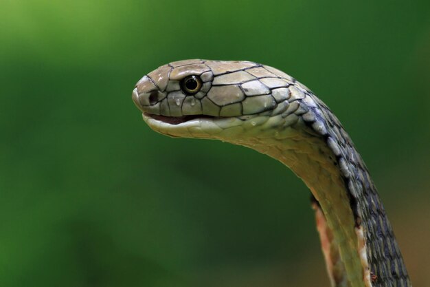 Tête de gros plan de serpent cobra royal de vue latérale