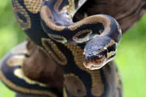 Photo gratuite tête gros plan de serpent phyton boule