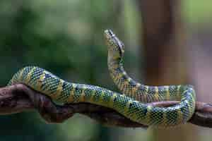 Photo gratuite tête de gros plan de serpent vipère wagleri sur une branche belle couleur serpent wagleri