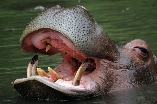 La tête d'un hippopotame attend de la nourriture dans la rivière