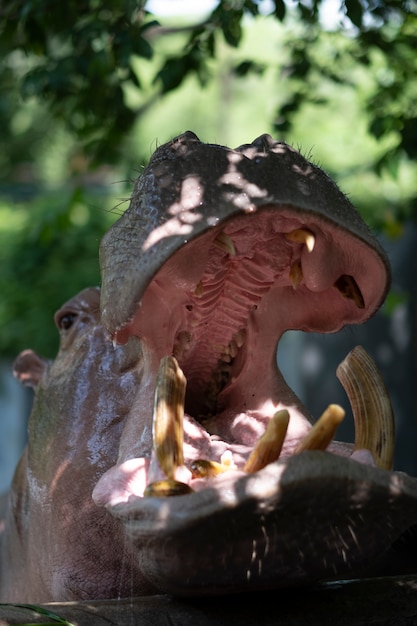 tête d'hippopotame