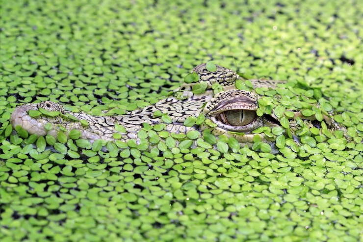 Photo gratuit tête jeune crocodile
