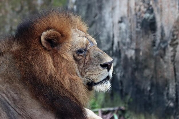 Tête de lion de gros plan animal vue latérale