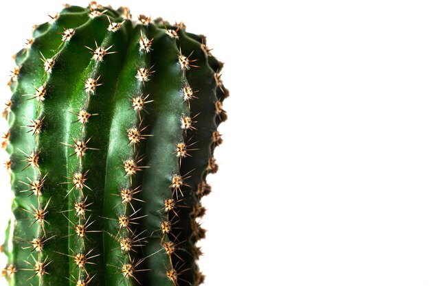 Tête De Macro De Plante Verte De Cactus Avec Des Aiguilles Pointues Photo Premium