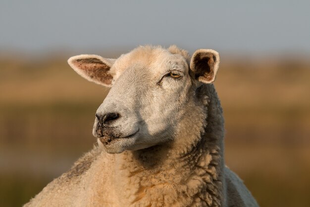Tête de mouton blanc