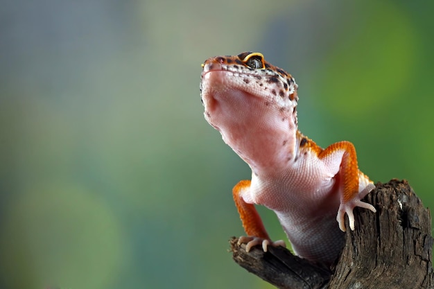 Tête de plan rapproché de gecko de léopard sur le gecko de léopard de bois à la recherche d'une proie