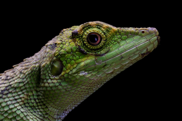 Photo gratuit tête de plan rapproché de lézard de pseudocalotes sur le noir