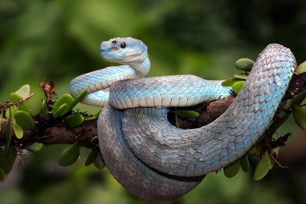 Tête de serpent viper bleu gros plan face de serpent viper Blue insularis