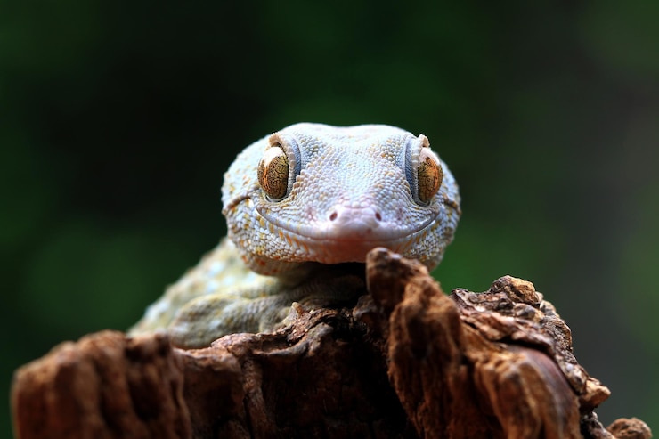Photo gratuit tête de tokay gecko albinoscloseup