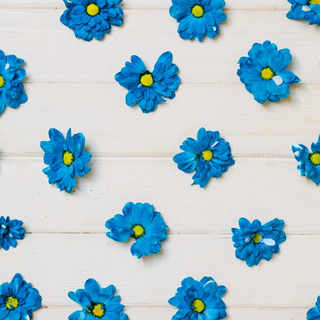 Têtes de fleurs bleues