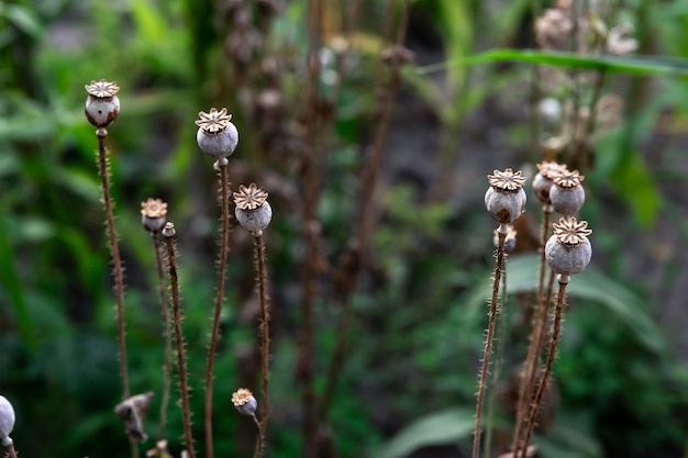 Photo gratuite des têtes de pavot d'opium en gros plan sur un fond flou