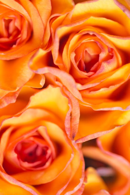 Têtes de roses orange Close-up