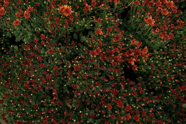 Texture abstraite de chrysanthème d'automne rouge bluming