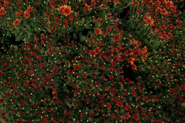 Texture abstraite de chrysanthème d'automne rouge bluming