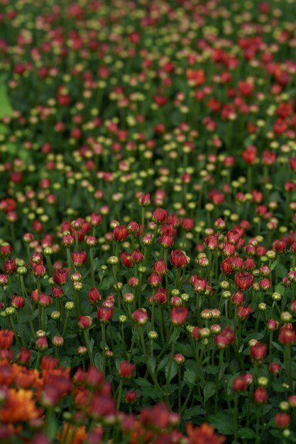 Texture abstraite de chrysanthème d'automne rouge bluming