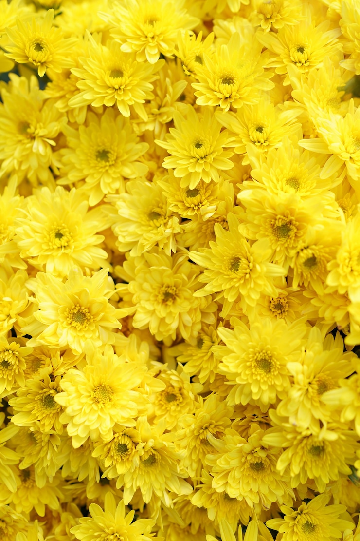 Photo gratuit la texture abstraite du chrysanthème d'automne jaune en fleurs