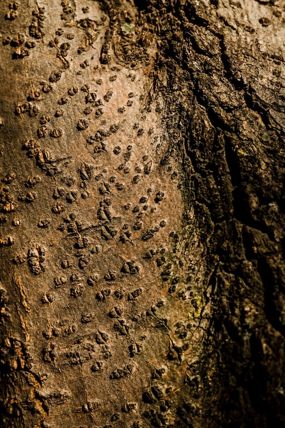 Photo gratuite texture d'arbre avec des déformations naturelles