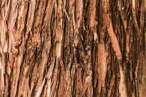 Photo gratuite texture d'arbre forestier vertical naturel