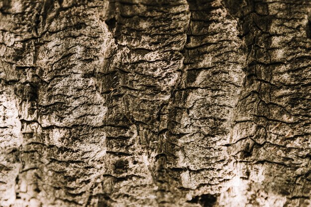 Texture d&#39;arbre