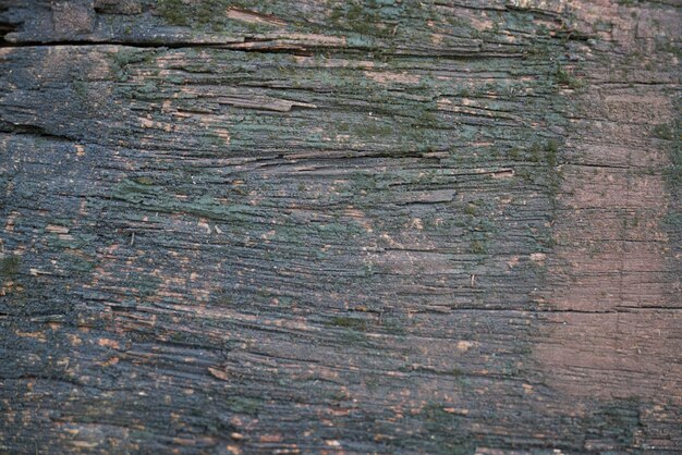 texture bois détail arbre macro