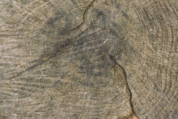 Texture en bois gros plan d'un arbre