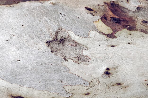 Texture en bois de vieil arbre