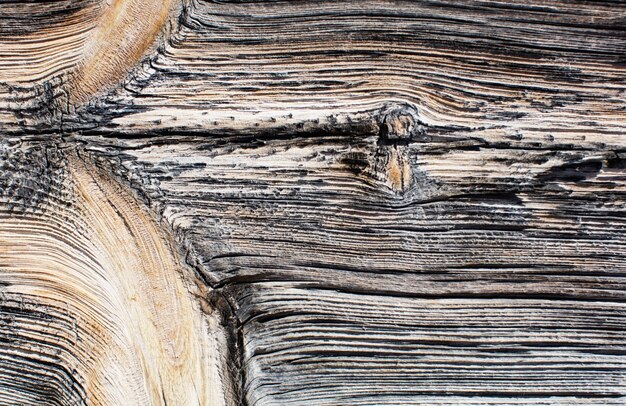 Texture en bois