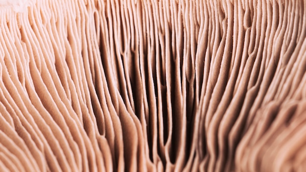 Texture de champignons macro