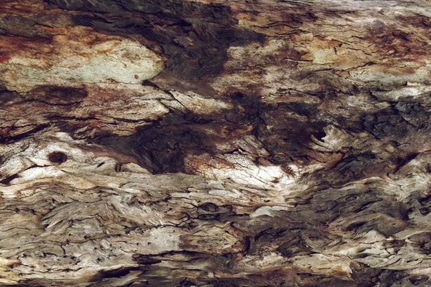 Texture du bois des arbres en détail