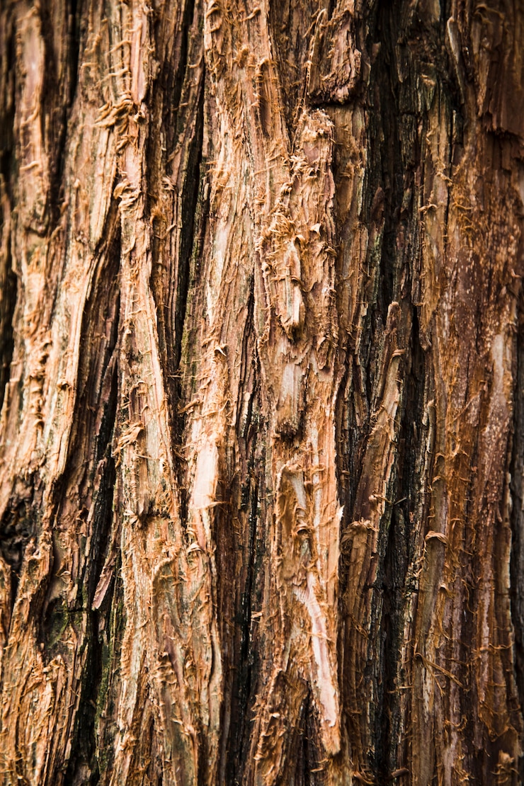 Photo gratuit texture du tronc d'arbre en gros plan