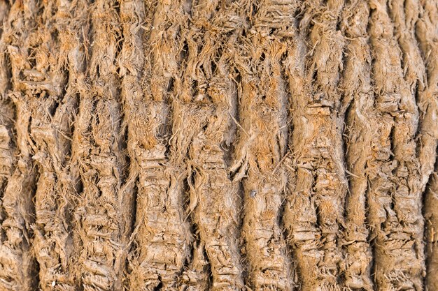 Texture du tronc en bois en gros plan