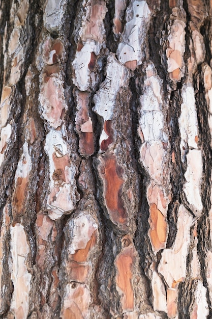 Texture d&#39;écorce d&#39;arbre Close-up