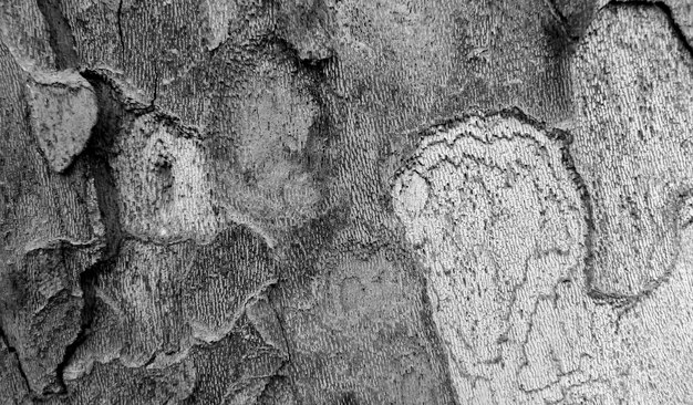 Texture d'écorce d'arbre en noir et blanc