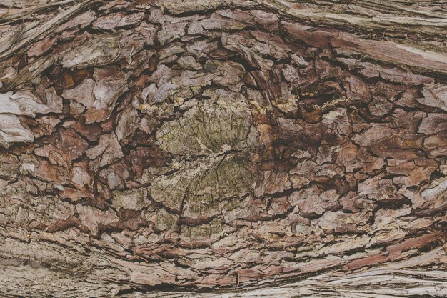 texture d&#39;une écorce d&#39;arbre